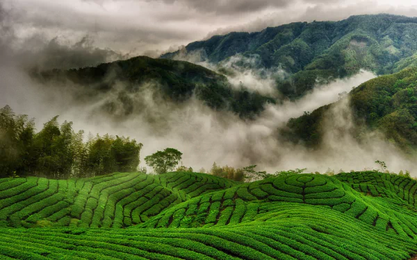 HD PC desktop wallpaper/background: man-made tea plantation with vivid terraced rows across rolling hills, mist drifting through forested valleys and distant mountains.