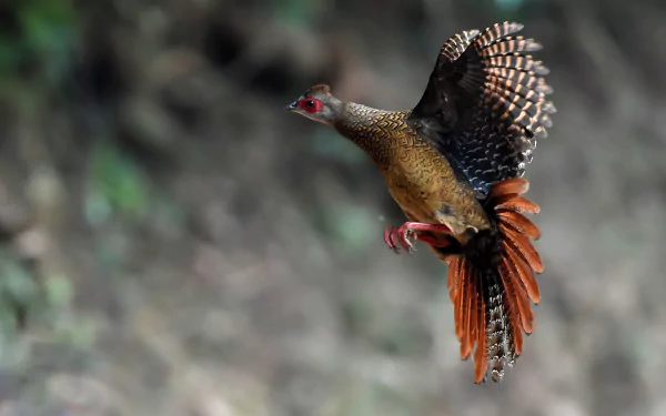 flight bird pheasant Animal Swinhoe's Pheasant HD Desktop Wallpaper | Background Image