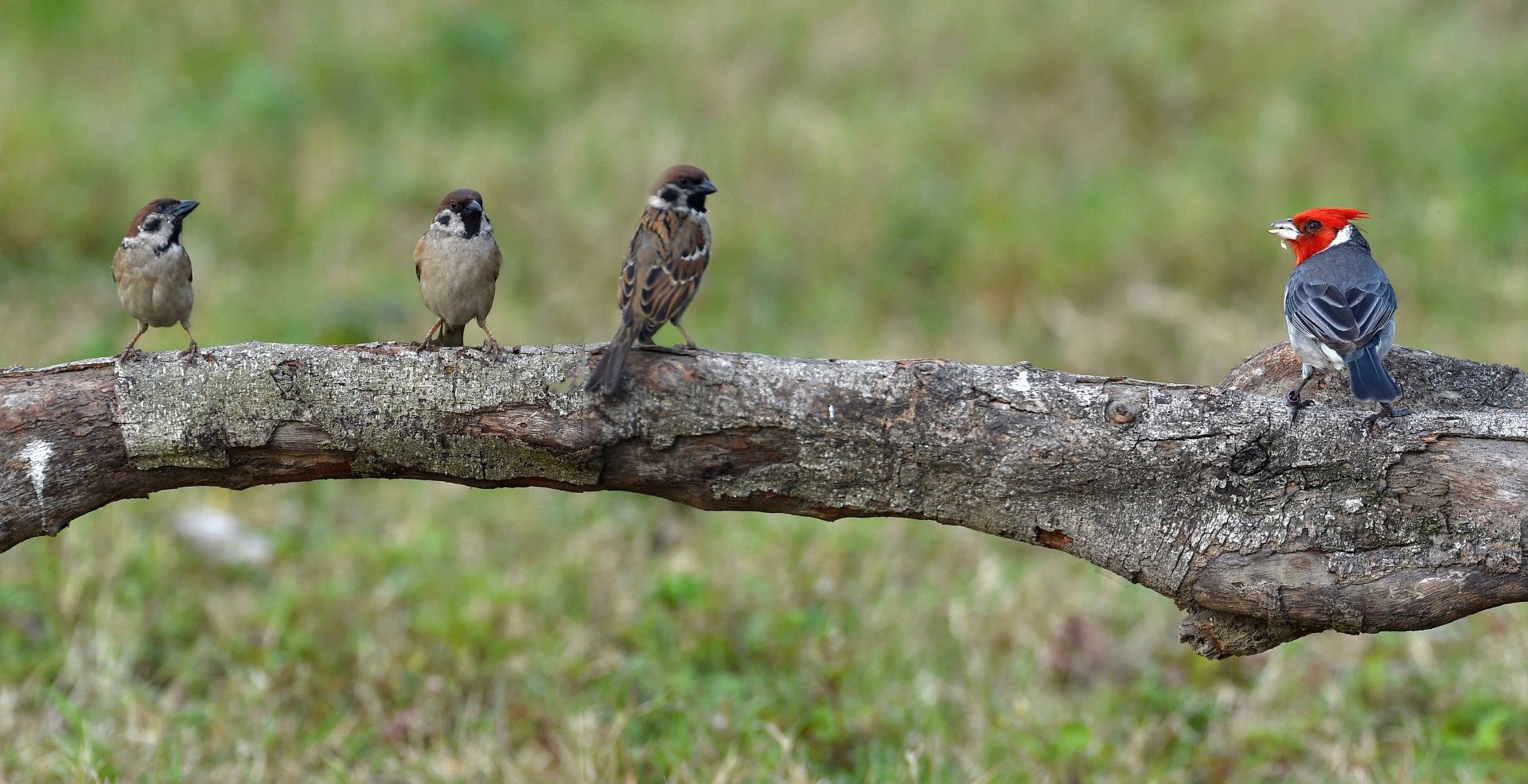 Red-crested cardinal and sparrows perched on a mossy branch with soft bokeh background — vibrant animal bird scene, 4K Ultra HD desktop wallpaper and background.