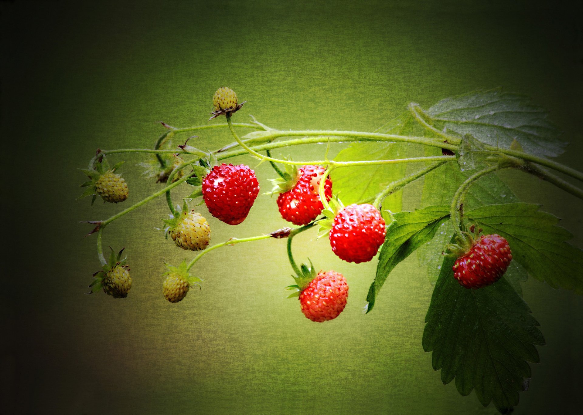 Download Food Raspberry HD Wallpaper