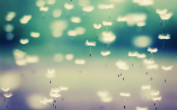 HD nature wallpaper featuring delicate dandelion seeds floating gently against a soft, blurred blue-green background.