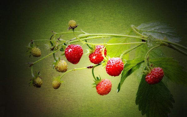 Food Raspberry Fruits HD Wallpaper | Background Image