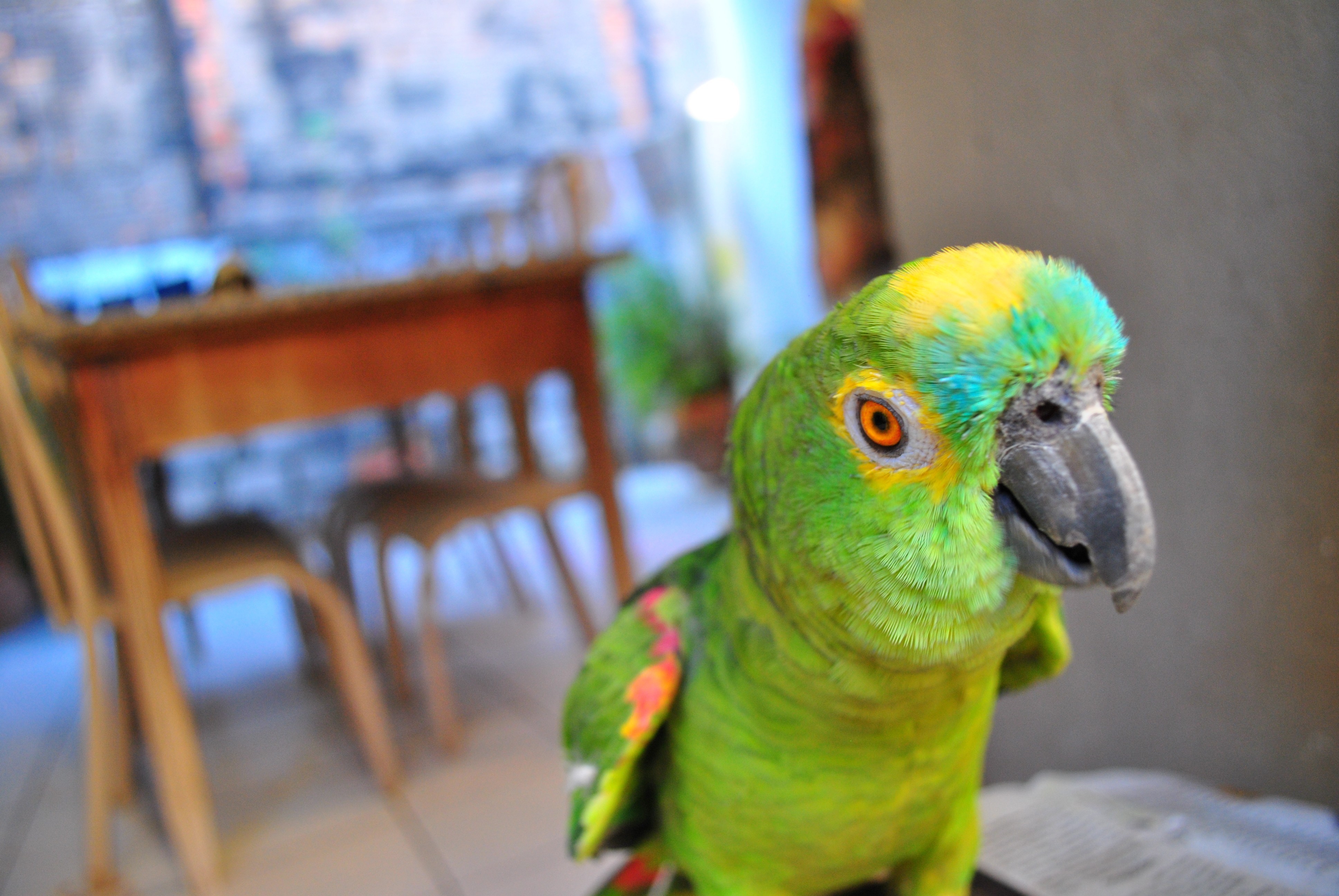 Parrot fashion 4k