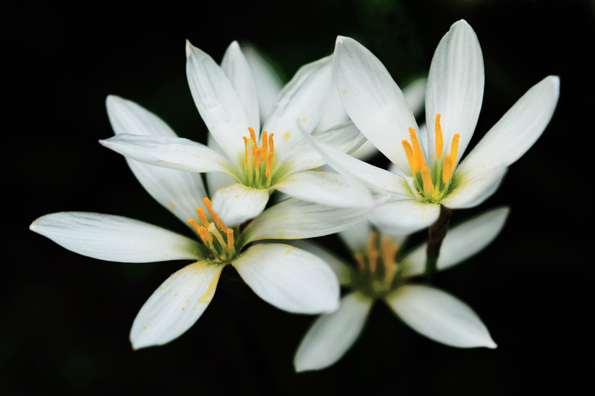 white-rain-lily-zephyranthes-candida-4k-ultra-hd-wallpaper-and