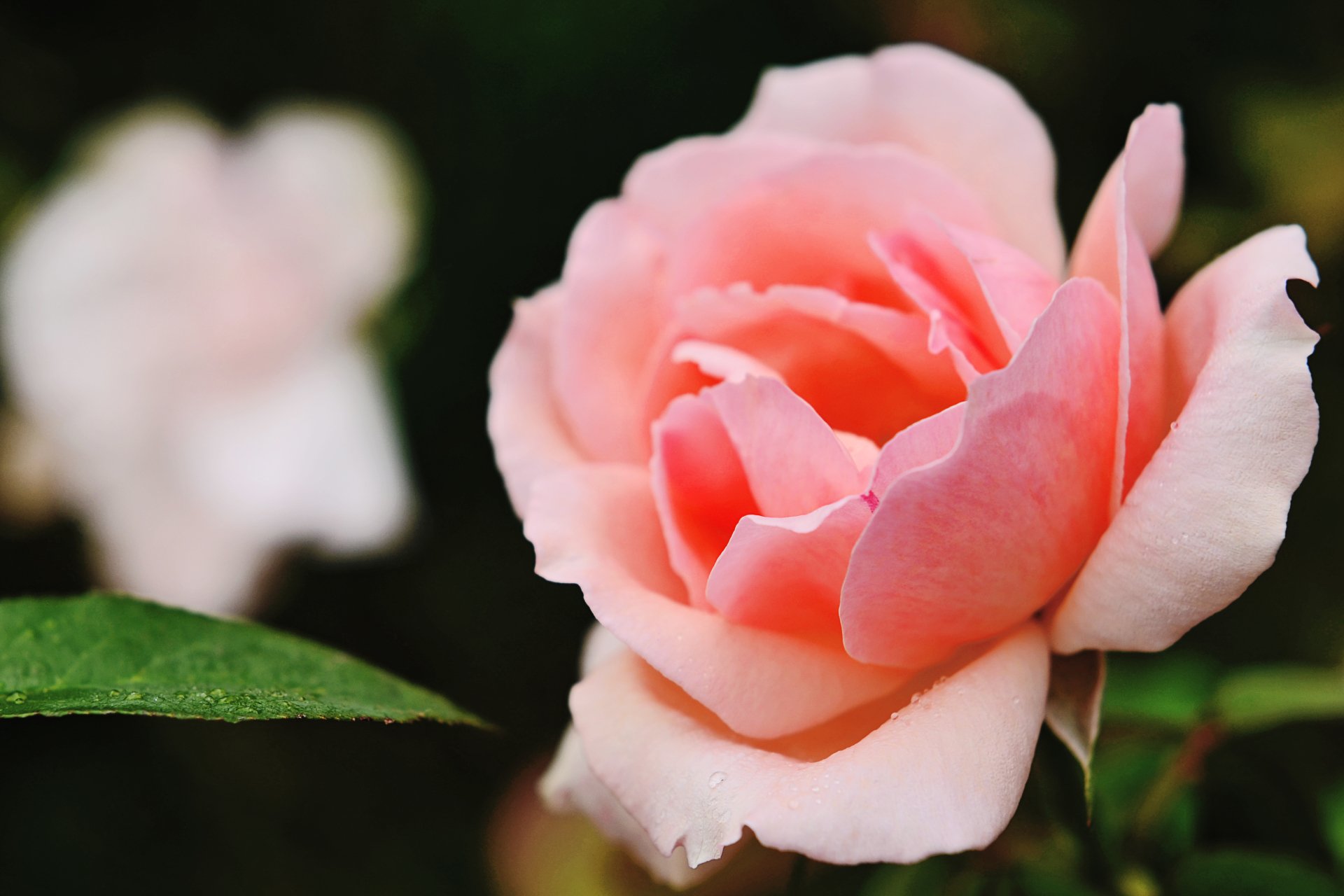 Download Bud Bokeh Leaf Macro Flower Nature Rose 4k Ultra HD Wallpaper ...