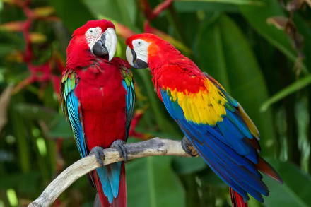 Two vibrant red-and-green macaws perched together on a branch, showcasing their striking plumage against a lush green background, creating a stunning animal wallpaper.