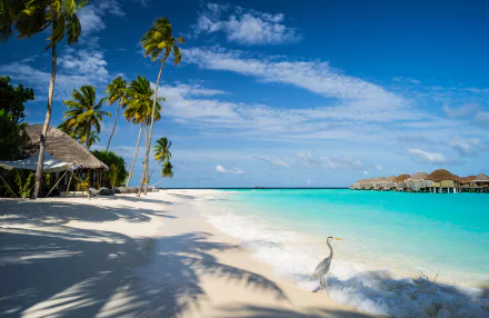 A serene beach scene at Constance Halaveli Resort in the Maldives, featuring palm trees, a clear blue sea, and a bird walking along the shoreline under a vibrant sky.
