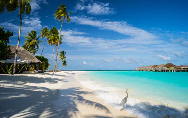 A serene beach scene at Constance Halaveli Resort in the Maldives, featuring palm trees, a clear blue sea, and a bird walking along the shoreline under a vibrant sky.