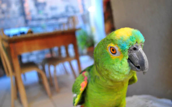 A vibrant green parrot with a bright yellow forehead and orange eye gazes at the viewer, set against a soft background of a room with wooden furniture. 4K Ultra HD desktop wallpaper.