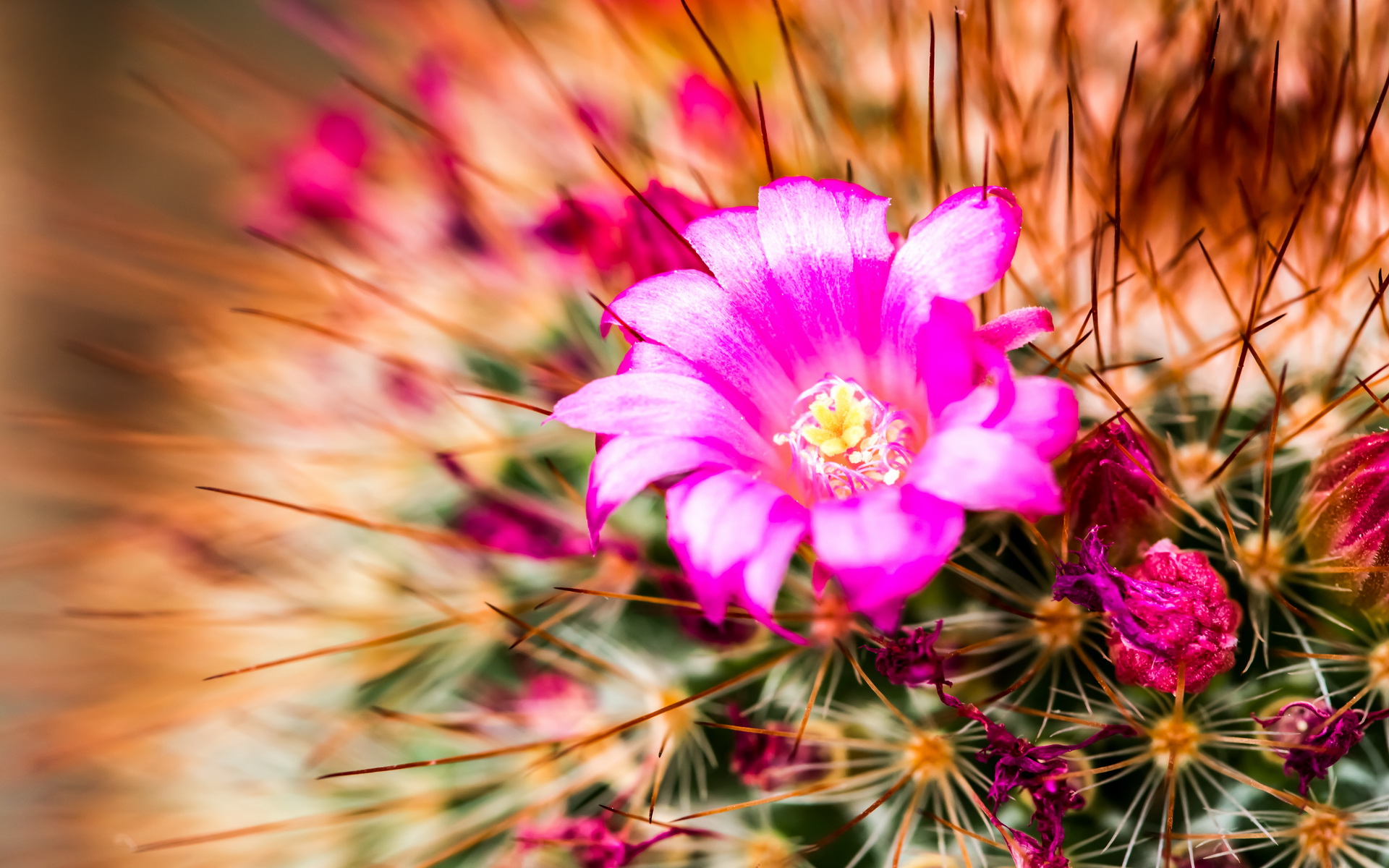 Download Nature Cactus HD Wallpaper