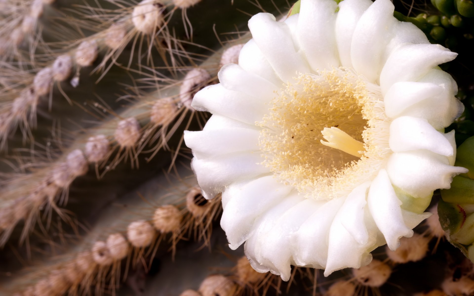 Download Nature Cactus HD Wallpaper