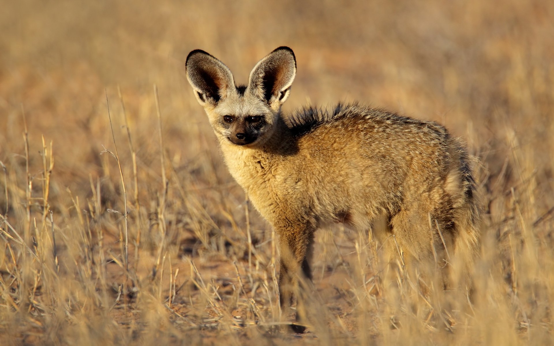 Download Animal Bat-Eared Fox HD Wallpaper