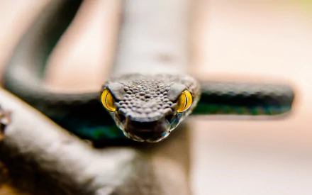  White-lipped Pit Viper by Kitto Studio