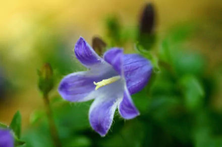  Campanula
