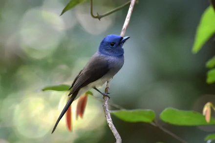 Black-naped monarch perched on a slender branch with soft bokeh backdrop — HD PC desktop wallpaper and background showing a small blue-gray bird (animal).