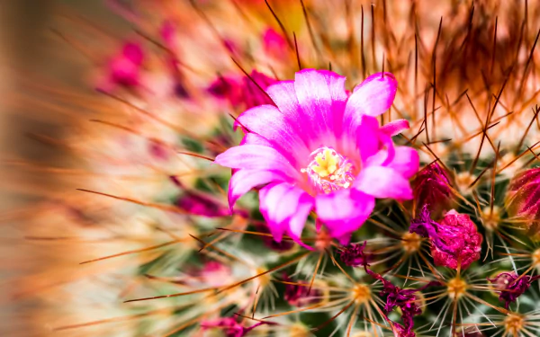 nature cactus HD Desktop Wallpaper | Background Image
