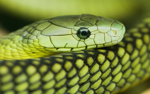 Animal Eastern green mamba HD Desktop Wallpaper | Background Image