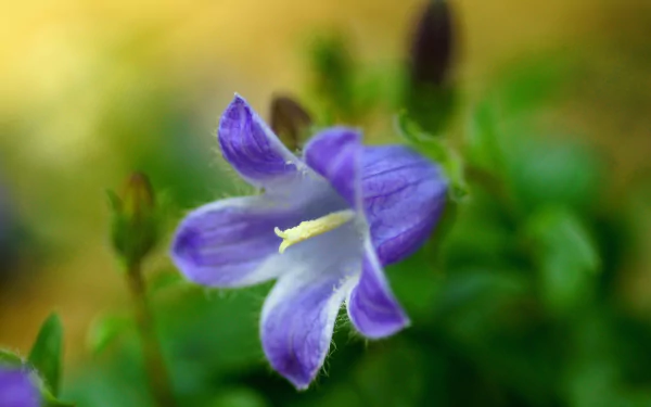  Campanula
