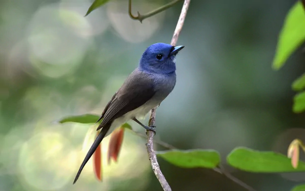 [10+] Black-Naped Monarch Wallpapers