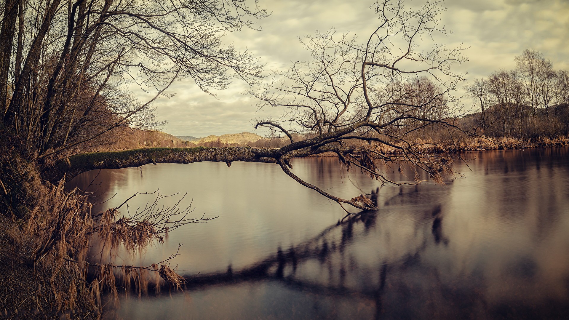 Naturaleza Árbol Fondo de pantalla HD | Fondo de Escritorio