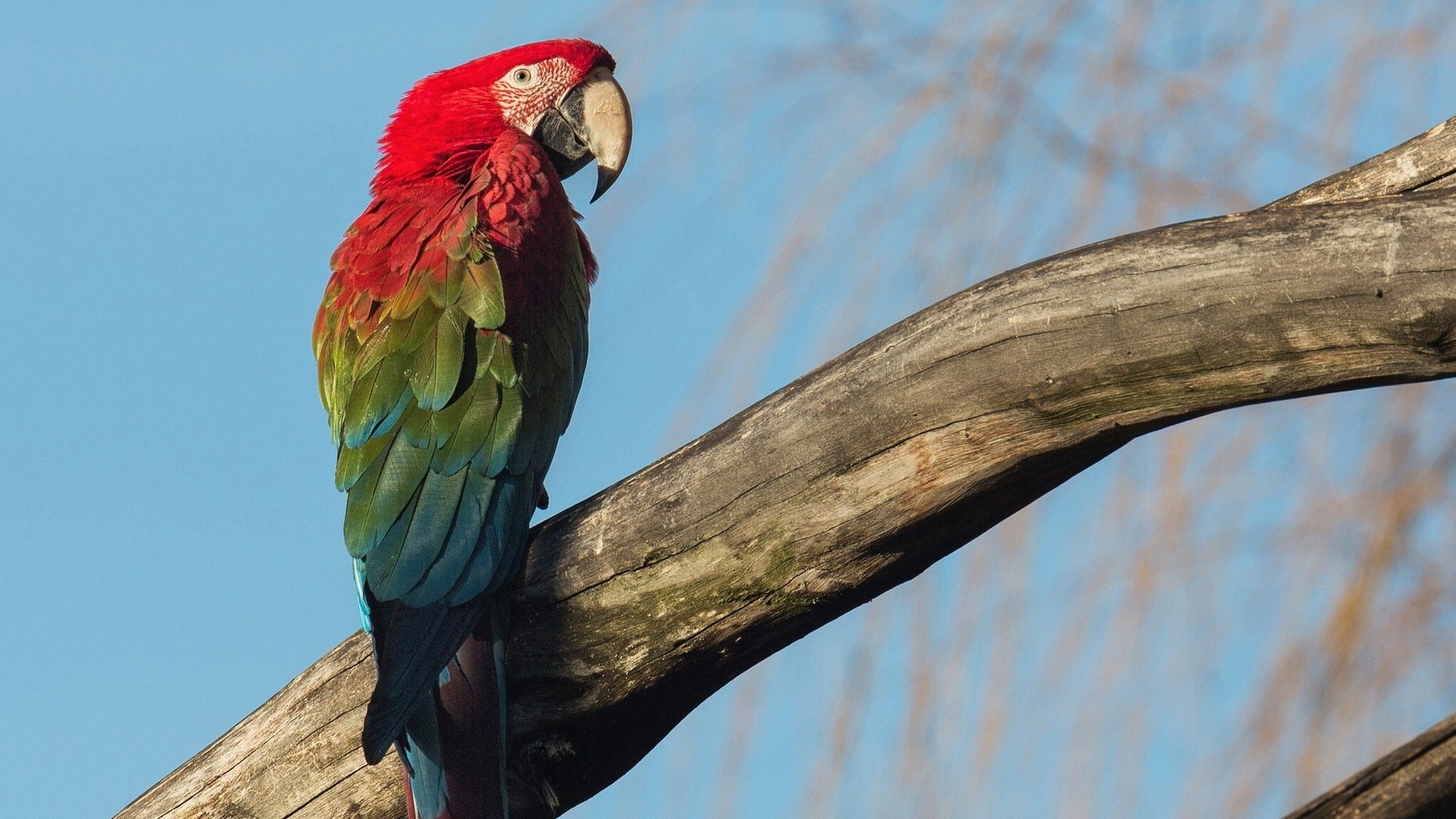 Red-and-green macaw perched on a weathered branch against a clear blue sky — HD PC desktop wallpaper/background.
