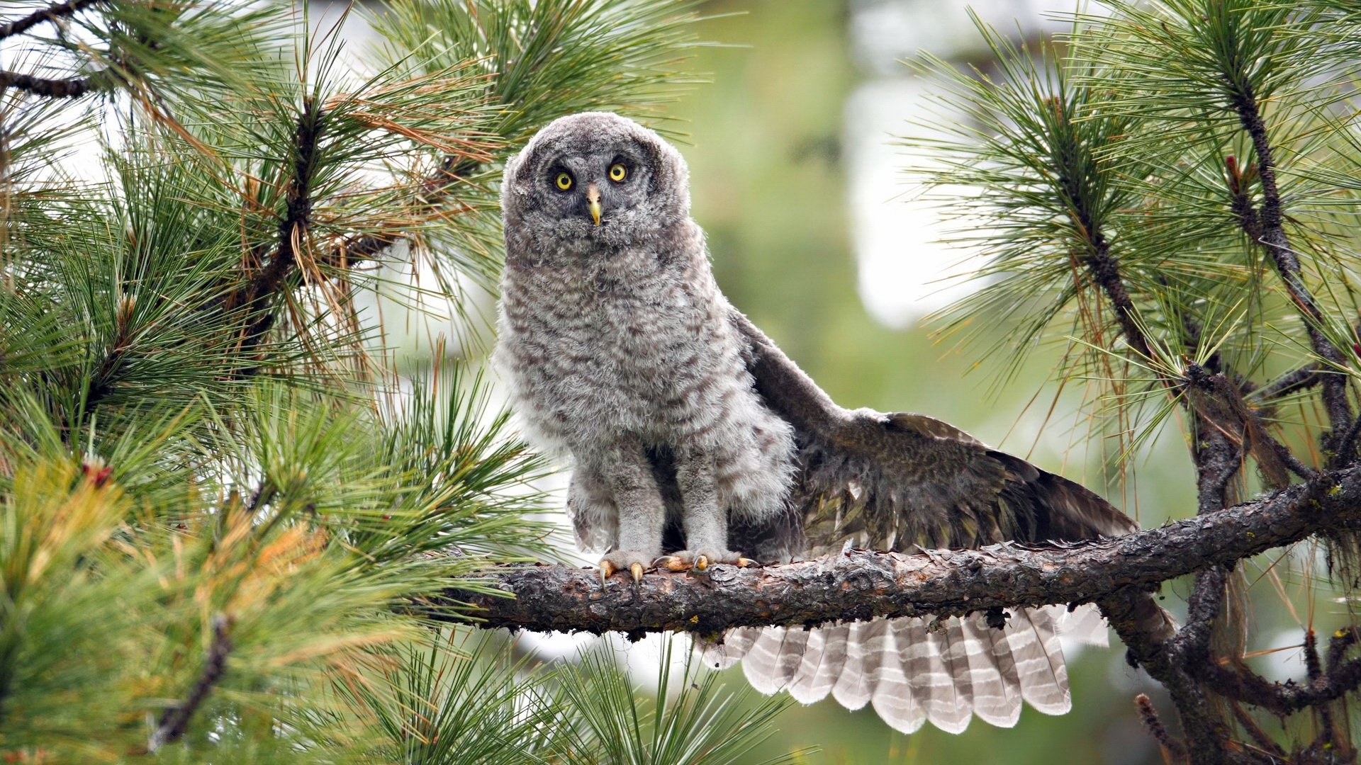 Download Animal Owl HD Wallpaper | 1920x1080 | Wallpaper Abyss