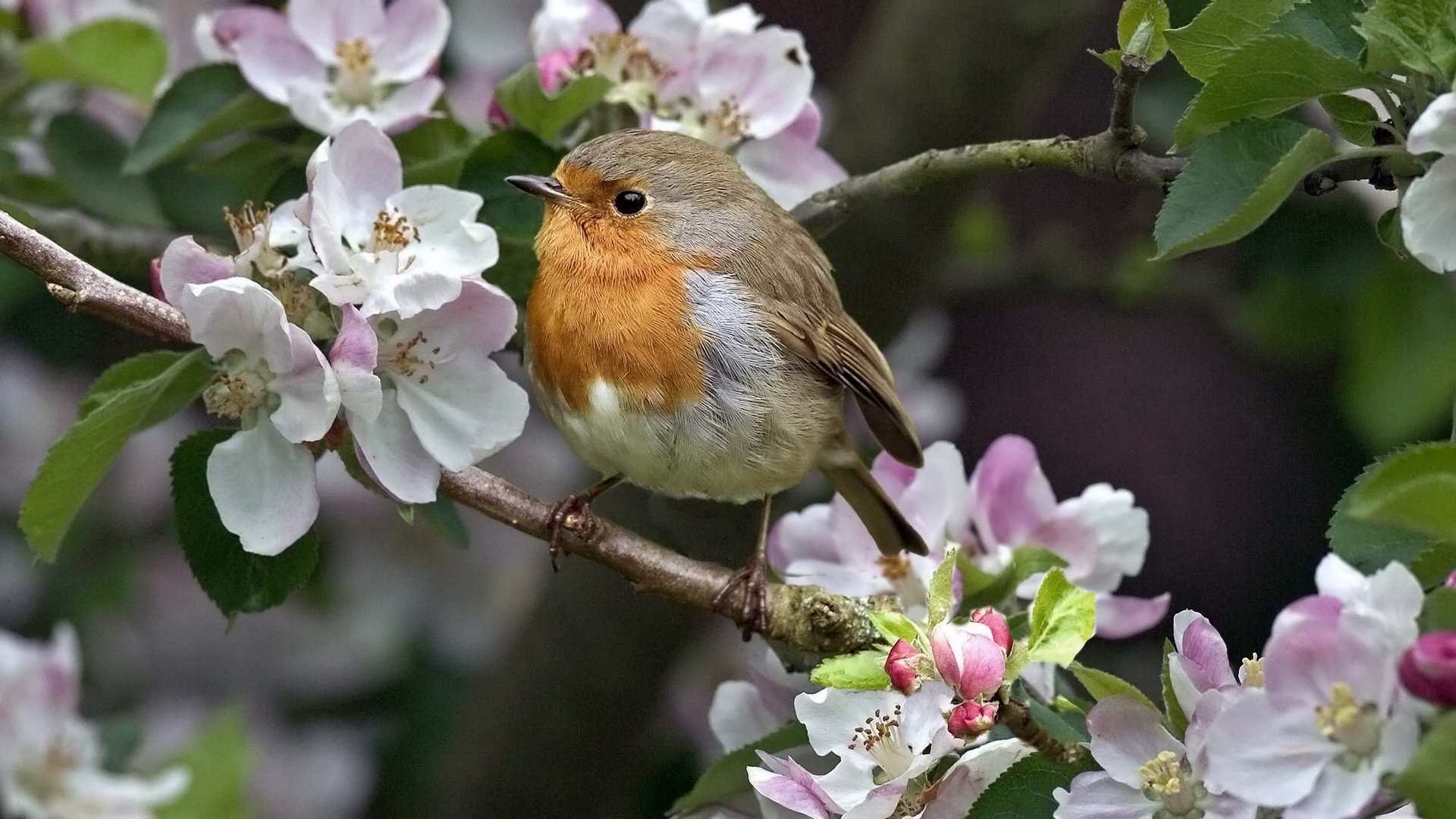 HD PC desktop wallpaper: a vibrant robin with orange breast perched on a blossoming branch amid pink and white flowers.