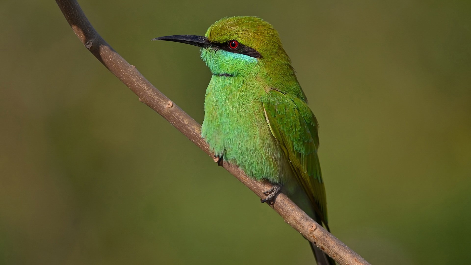 A vibrant green bee-eater perched on a thin branch against a blurred natural background, captured in high definition for a crisp PC desktop wallpaper.