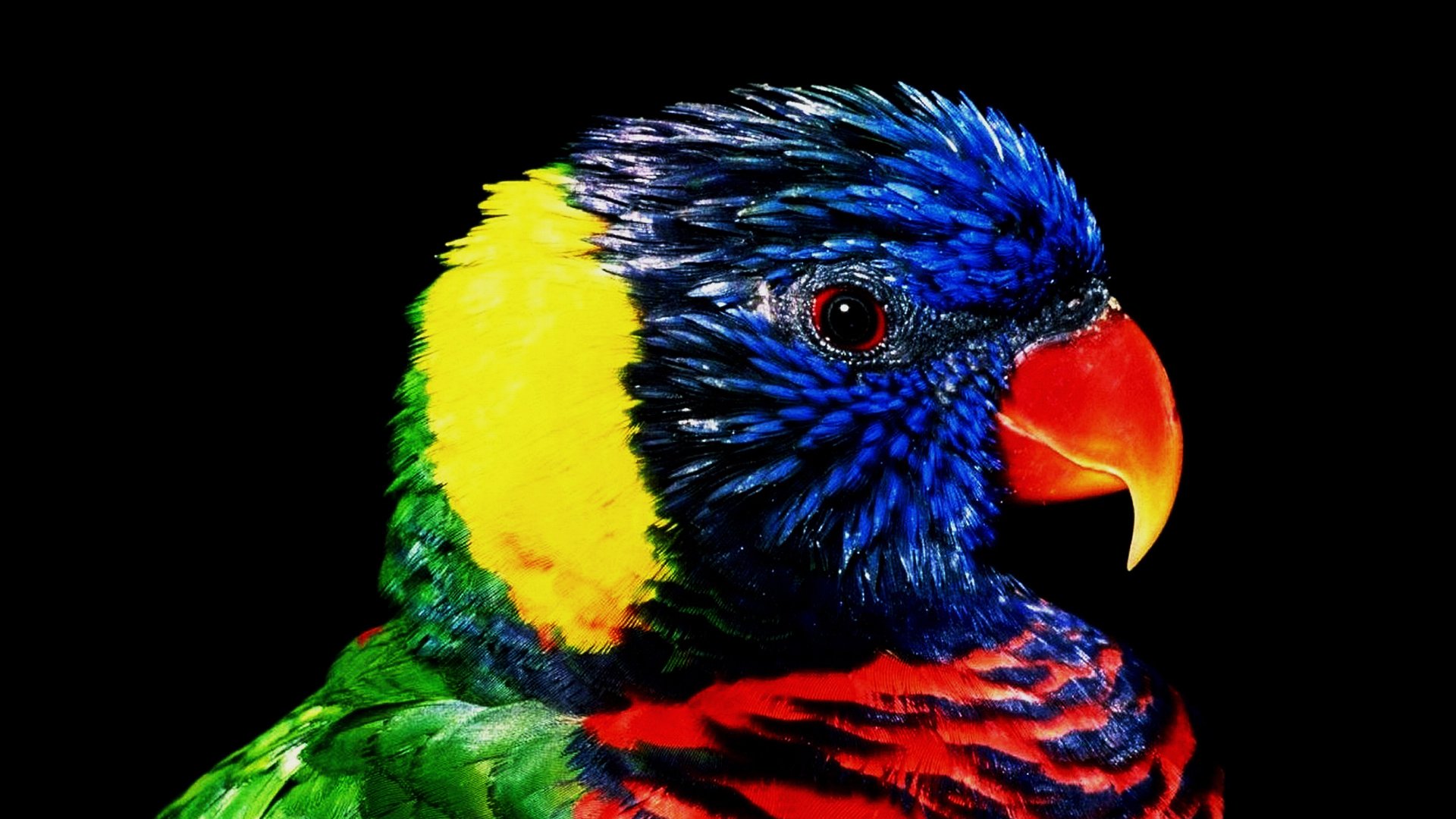 HD PC desktop wallpaper: close-up of a rainbow lorikeet with a glossy blue head, bright red beak and vibrant multicolored plumage against a black background.