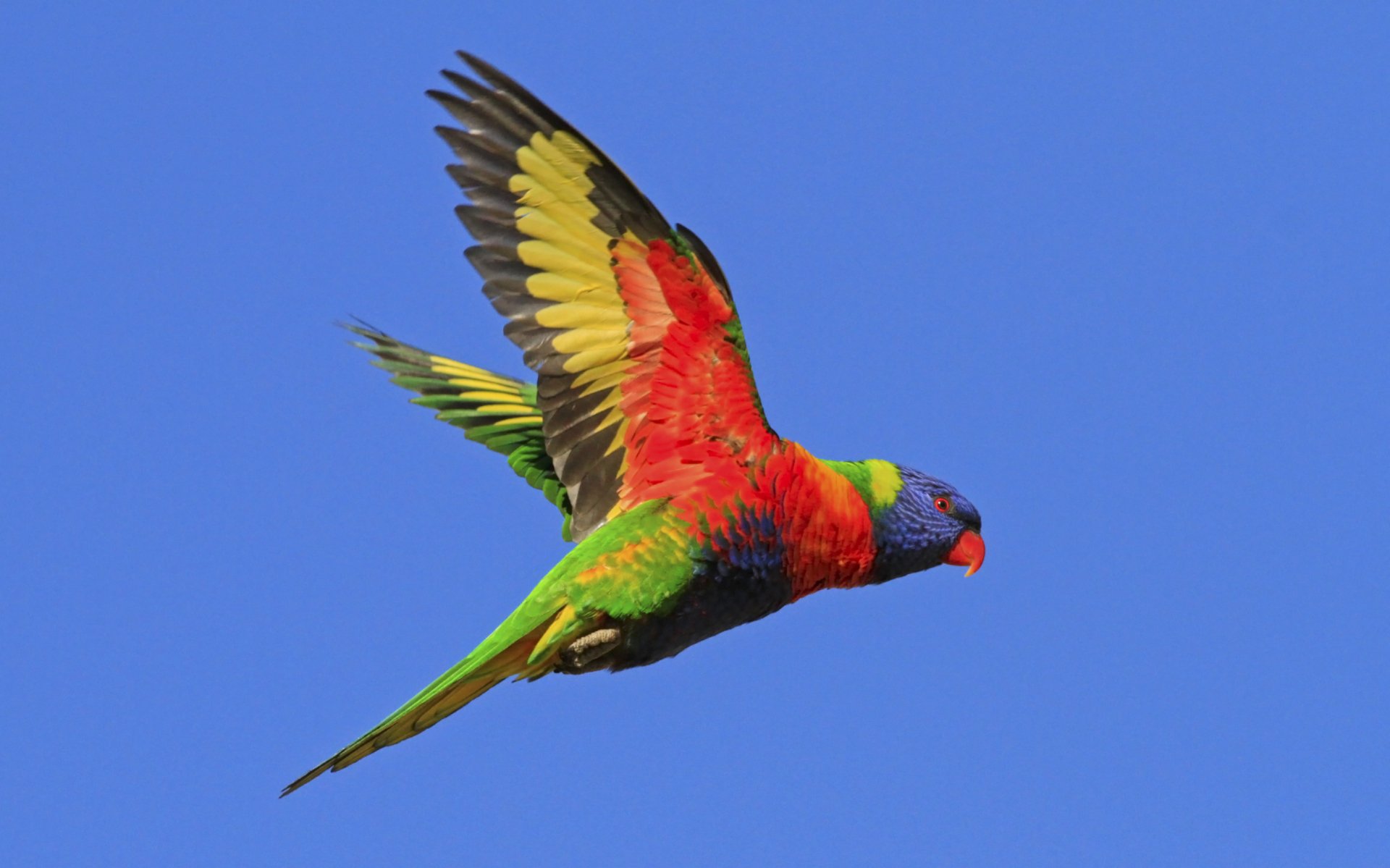 Download Sky Flying Wings Flight Bird Parrot Animal Rainbow Lorikeet HD