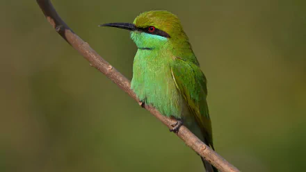A vibrant green bee-eater perched on a thin branch against a blurred natural background, captured in high definition for a crisp PC desktop wallpaper.