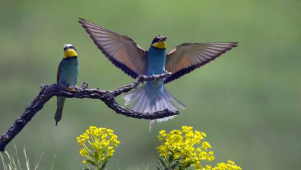 HD desktop wallpaper featuring two vibrant European bee-eaters perched on a branch above yellow flowers against a blurred green background.