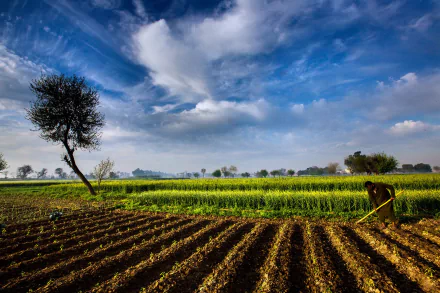 Vibrant 4K Ultra HD landscape of a Pakistani farm with freshly tilled fields, a lone tree, and a worker tending the land under a partly cloudy sky in the countryside.