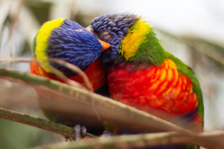 A vibrant HD desktop wallpaper featuring a bokeh background and a close-up of a colorful rainbow lorikeet couple nestled together.