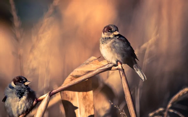 Animal sparrow HD Desktop Wallpaper | Background Image