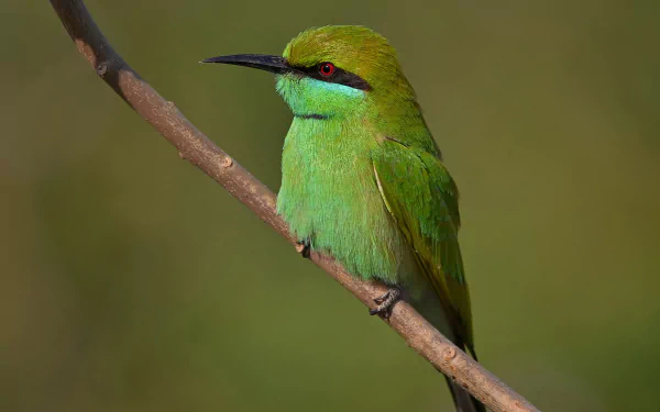 A vibrant green bee-eater perched on a thin branch against a blurred natural background, captured in high definition for a crisp PC desktop wallpaper.