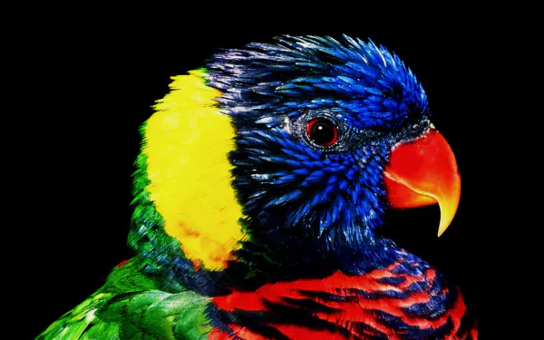 HD PC desktop wallpaper: close-up of a rainbow lorikeet with a glossy blue head, bright red beak and vibrant multicolored plumage against a black background.