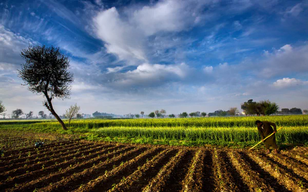 Vibrant 4K Ultra HD landscape of a Pakistani farm with freshly tilled fields, a lone tree, and a worker tending the land under a partly cloudy sky in the countryside.