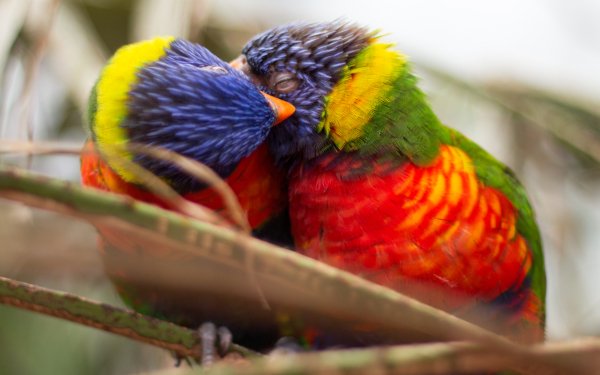 Animal Rainbow Lorikeet Birds Parrots Bird Parrot Couple Bokeh HD Wallpaper | Background Image