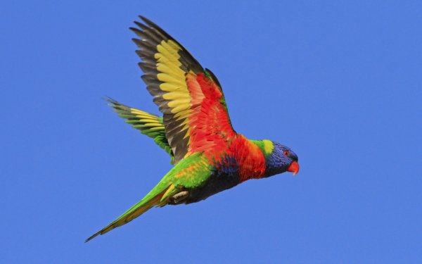 Animal Rainbow Lorikeet Birds Parrots Parrot Bird Flight Wings Flying Sky HD Wallpaper | Background Image