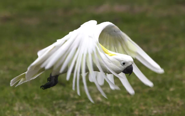 Sulphur-crested cockatoo parrot mid-flight, white wings fully spread over grass — 5K Ultra HD PC desktop wallpaper.