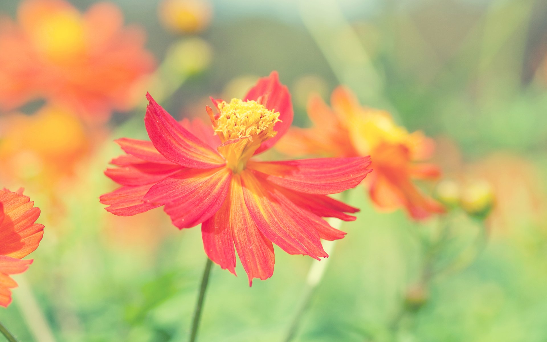 Bright red-orange Cosmos flower in a soft-focus green meadow, a nature close-up composed for a 2K Quad HD PC desktop wallpaper background.