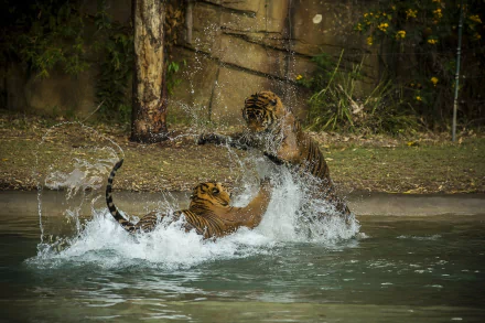 fight water Animal tiger HD Desktop Wallpaper | Background Image