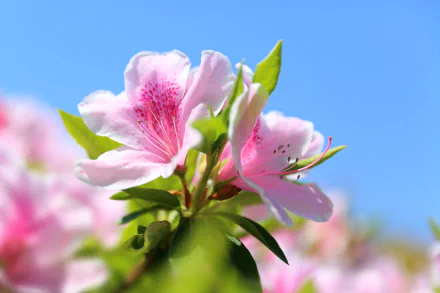 Close-up macro of pink azalea petals in full bloom against a clear blue sky, capturing the vibrant beauty of spring in 4K Ultra HD desktop wallpaper quality.