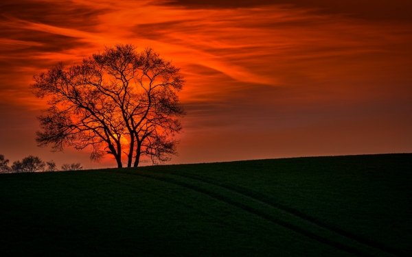 Earth Sunset Nature Landscape Cloud orange Lonely Tree HD Wallpaper | Background Image