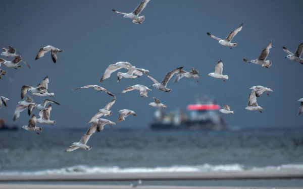 sea coast Rotterdam flight bird Animal seagull HD Desktop Wallpaper | Background Image