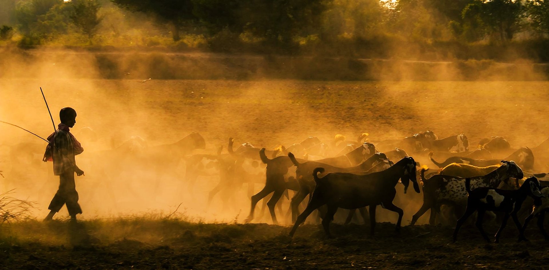 A dusty countryside landscape captured in HD photography, featuring goats and a person tending them during golden hour, creating a natural and rustic scene.