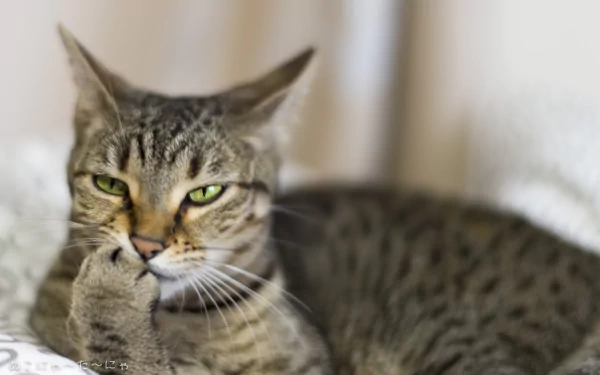 A contemplative cat with striking green eyes and a thoughtful expression, lounging on a soft surface. This 4K Ultra HD image captures a philosopher-like essence in feline form.