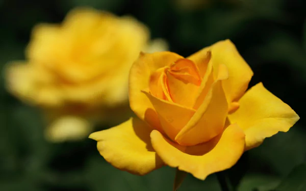 Close-up of a yellow rose with a water drop, set against a softly blurred background with bokeh effects, captured in 4K Ultra HD for a vibrant nature desktop wallpaper.