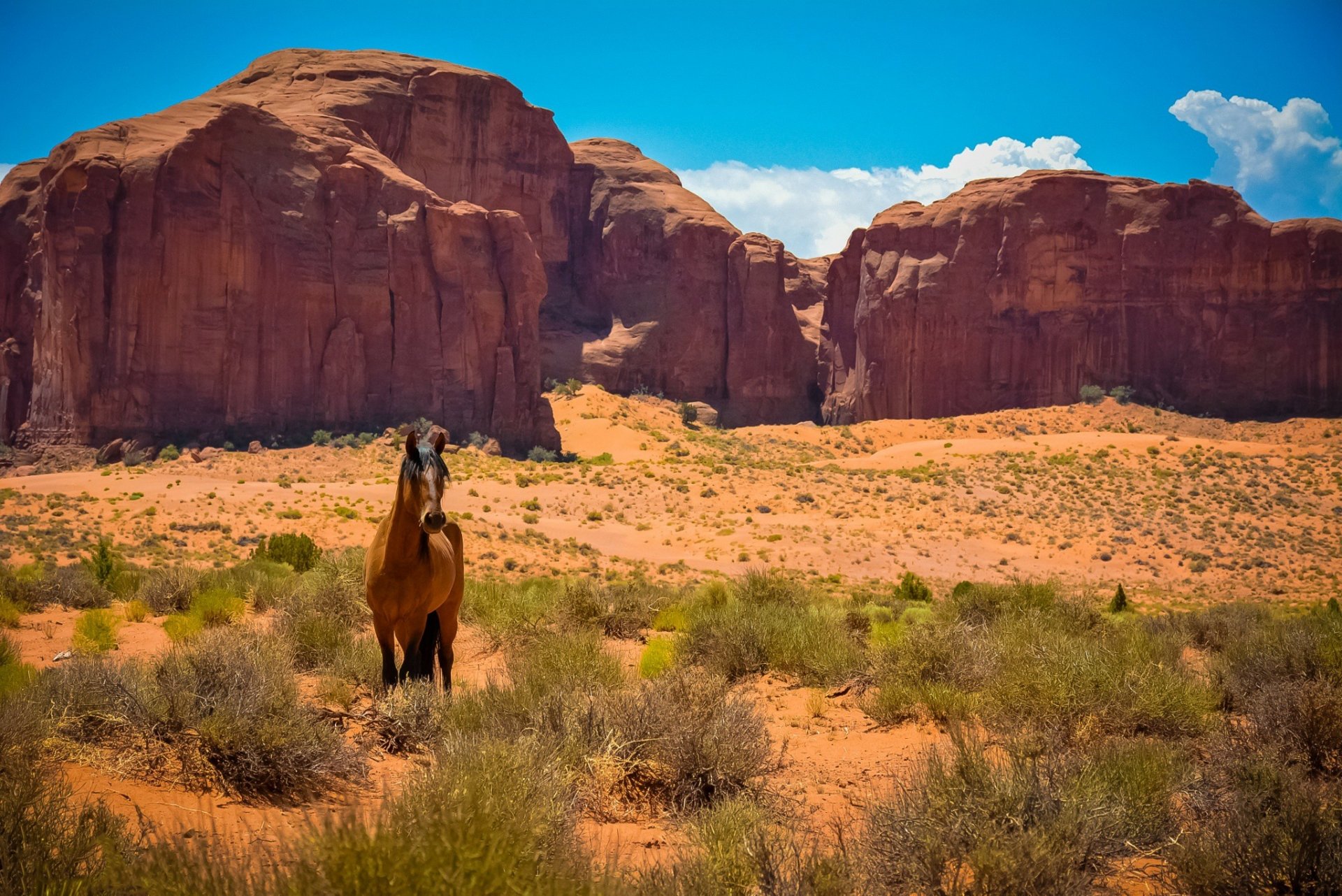 A majestic horse stands in a desert landscape, framed by striking red cliffs under a bright blue sky, creating a stunning HD desktop wallpaper background.